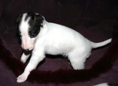 2011_pups/4weeks_Runner.jpg