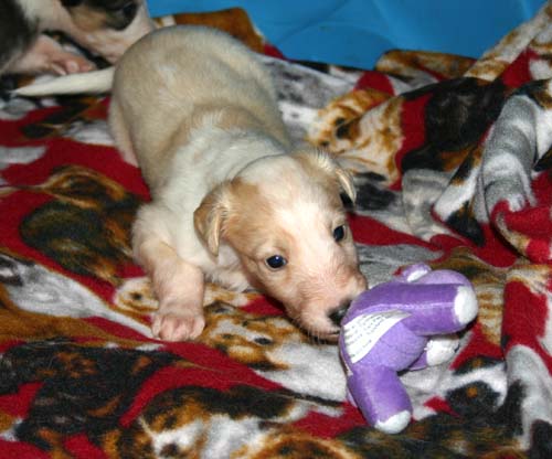 2011_pups/4weeks_Slick.jpg