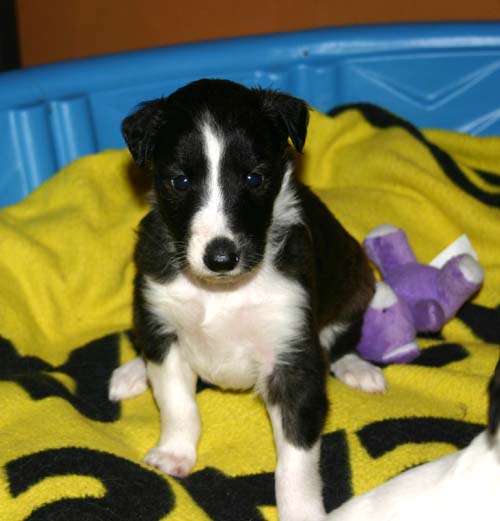 2011_pups/4weeks_Vesper.jpg