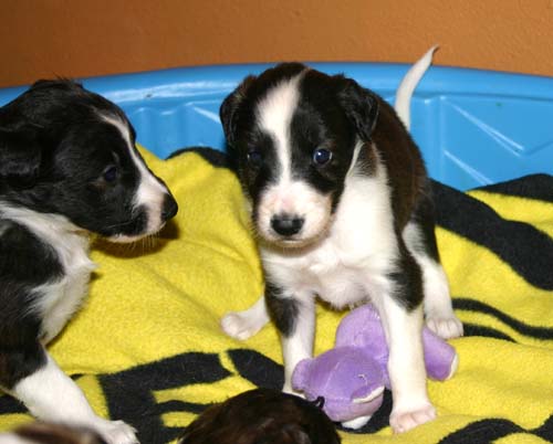 2011_pups/group4.jpg