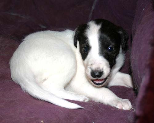 2011_pups/4weeks_moony.jpg