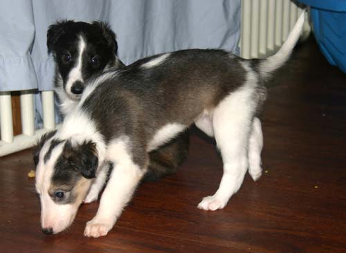 2011_pups/5week_Cloud.jpg