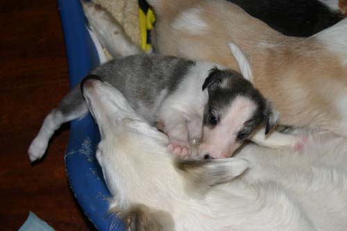 2011_pups/5week_Deuce.jpg