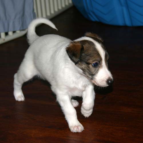 2011_pups/5week_Duke.jpg