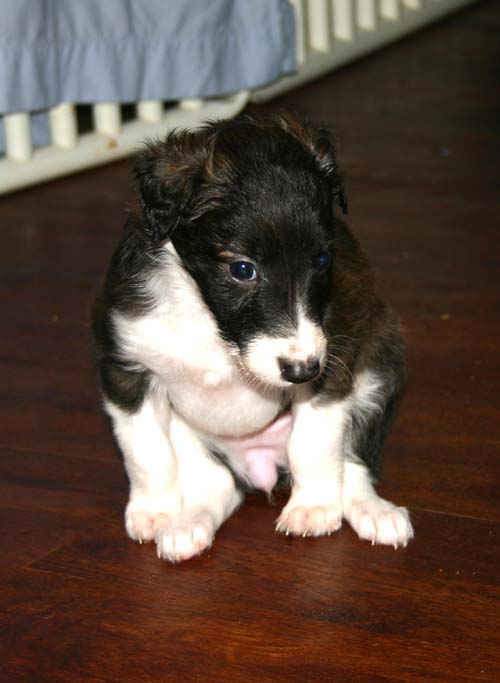 2011_pups/5week_Jazzy.jpg