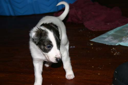 2011_pups/5week_Moony.jpg