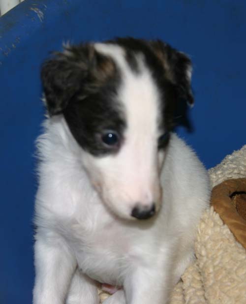 2011_pups/5week_Runner.jpg
