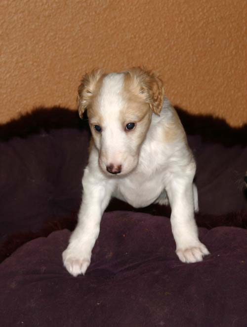 2011_pups/5week_Sky.jpg