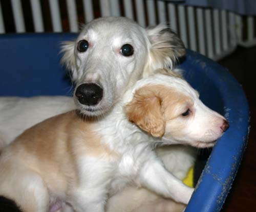 2011_pups/Deuce_Sky_Boots.jpg