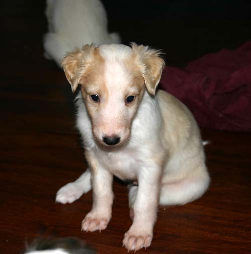 2011_pups/5week_Slick.jpg