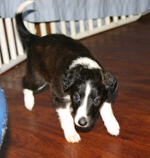 2011_pups/5week_Vesper.jpg
