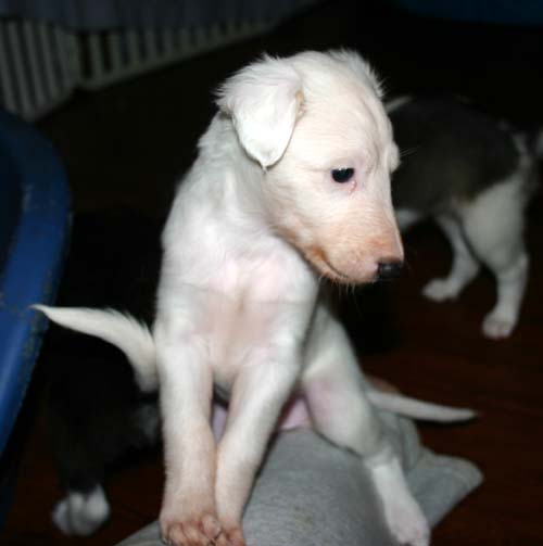 2011_pups/5week_Zeus.jpg