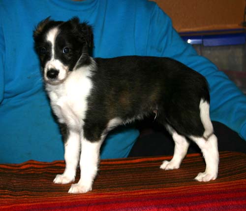 2011_pups/6week_Boots.jpg