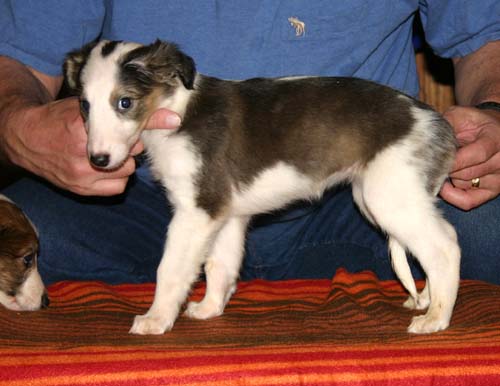 2011_pups/6week_Cloud.jpg