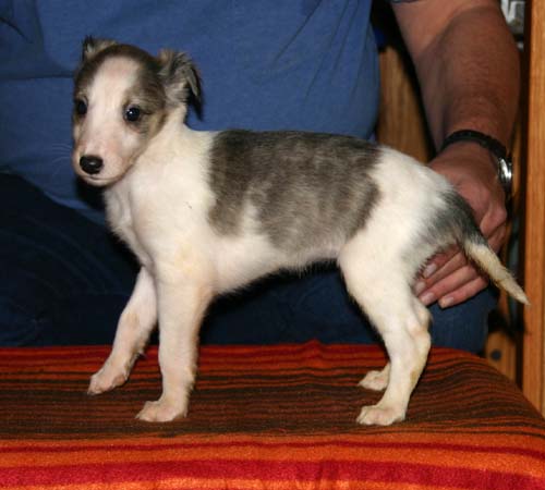 2011_pups/6week_Deuce_.jpg