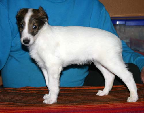 2011_pups/6week_Duke.jpg