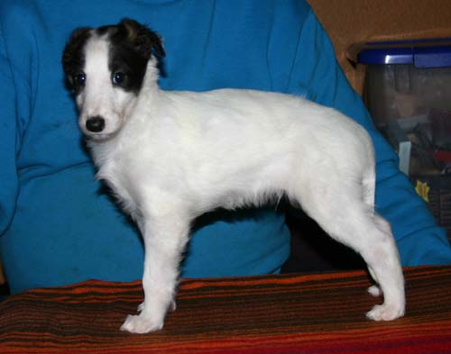 2011_pups/6week_Runner.jpg