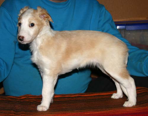 2011_pups/6week_Sky.jpg