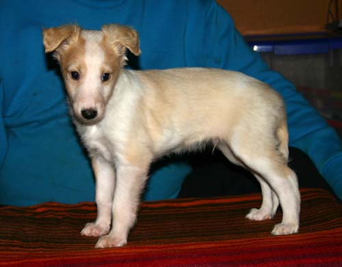 2011_pups/6week_Slick.jpg