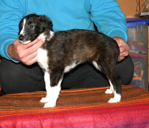 2011_pups/6week_Vesper.jpg