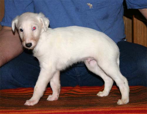 2011_pups/6week_Zeus.jpg