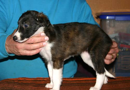 2011_pups/6week__Jazzy.jpg