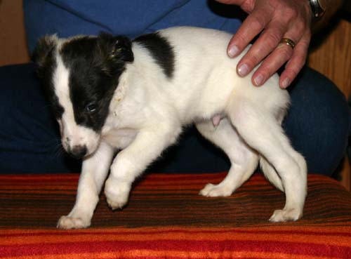 2011_pups/6week__Moony.jpg