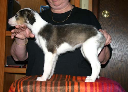 2011_pups/7week_Cloud.jpg