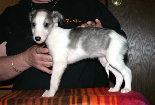 2011_pups/EBwithDeuce.jpg