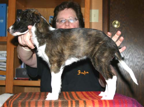 2011_pups/Easter_Bunny_OD_on_puppy_love.jpg
