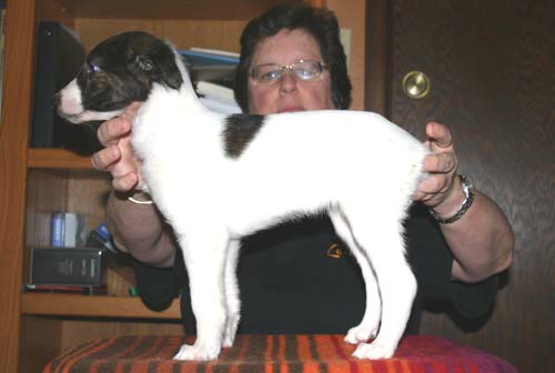 2011_pups/7week_Moony.jpg
