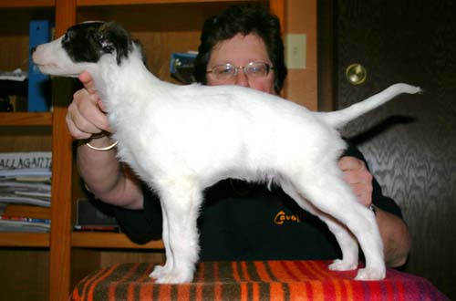 2011_pups/EBwithRunner.jpg