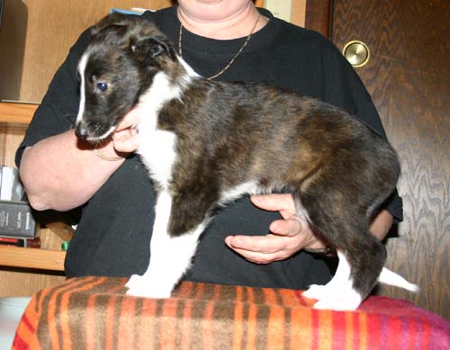 2011_pups/7week_Vesper.jpg