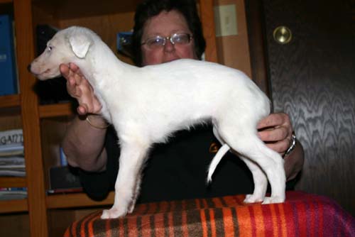 2011_pups/EBwithZeus.jpg