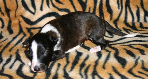 2011_pups/Ashley_2weeks.jpg