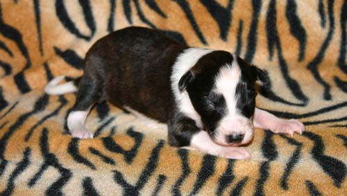 2011_pups/Boots_2weeks.jpg
