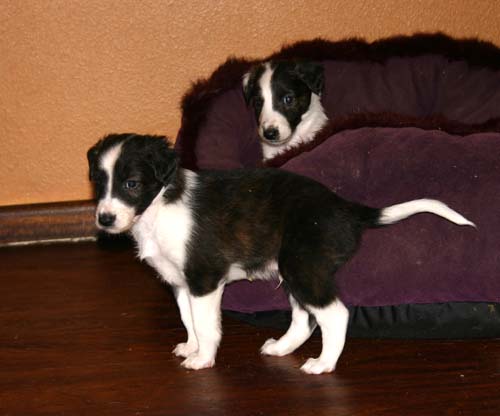 2011_pups/Boots_Moony.jpg