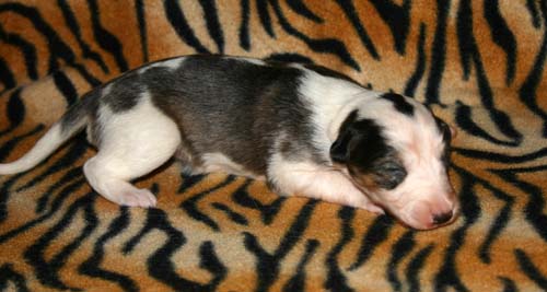 2011_pups/Cloud_2weeks.jpg