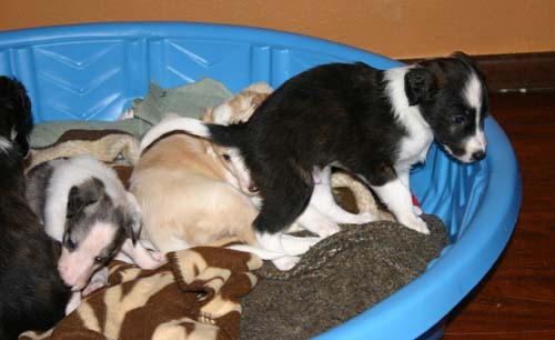 2011_pups/Deuce_Sky_Boots.jpg