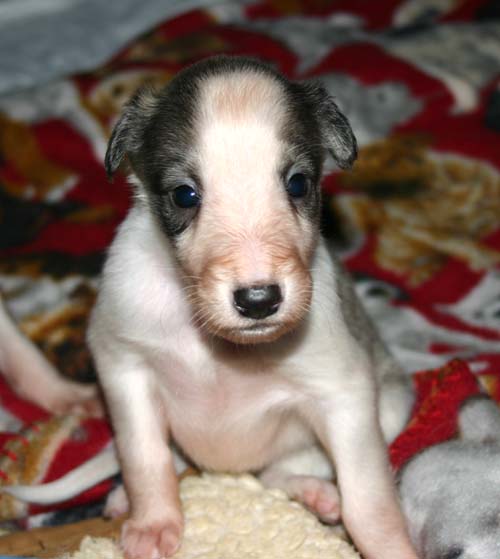 2011_pups/Zeus_Deuce.jpg