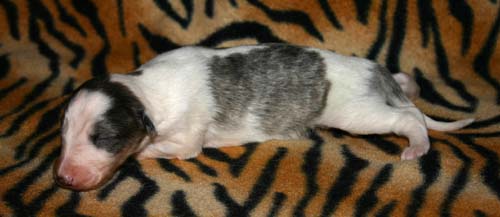 2011_pups/Duece_2weeks.jpg