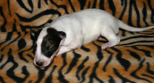 2011_pups/Duke-_2weeks.jpg