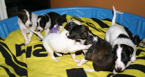 2011_pups/group4.jpg