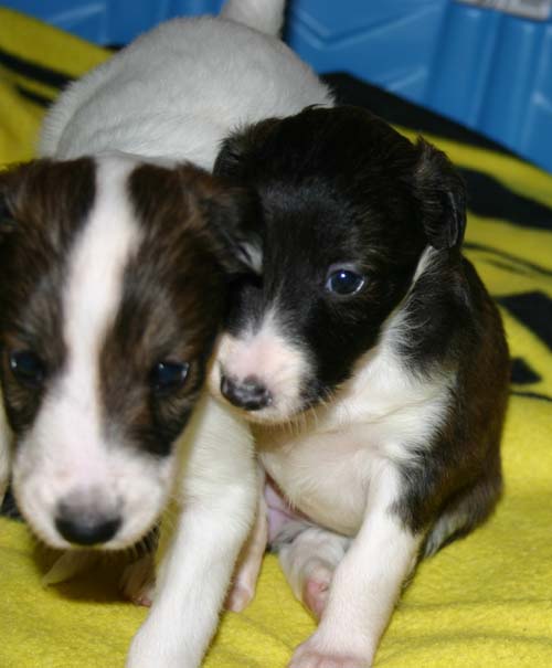 2011_pups/group4.jpg