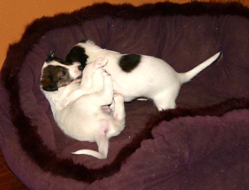 2011_pups/Vesper_jumping.jpg
