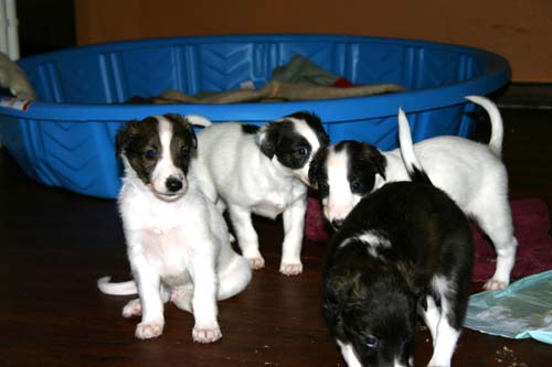 2011_pups/Vesper_jumping.jpg