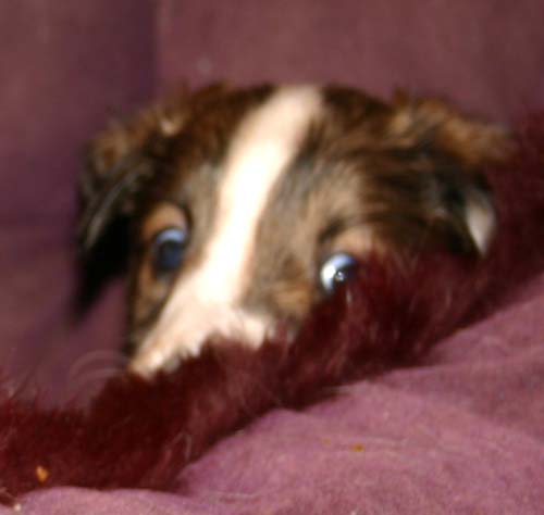 2011_pups/Vesper_jumping.jpg