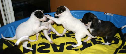2011_pups/group4.jpg