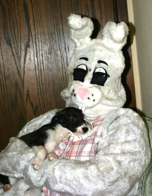 2011_pups/EBwithBoots.jpg