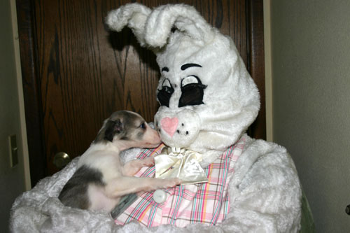 2011_pups/EBwithDeuce.jpg